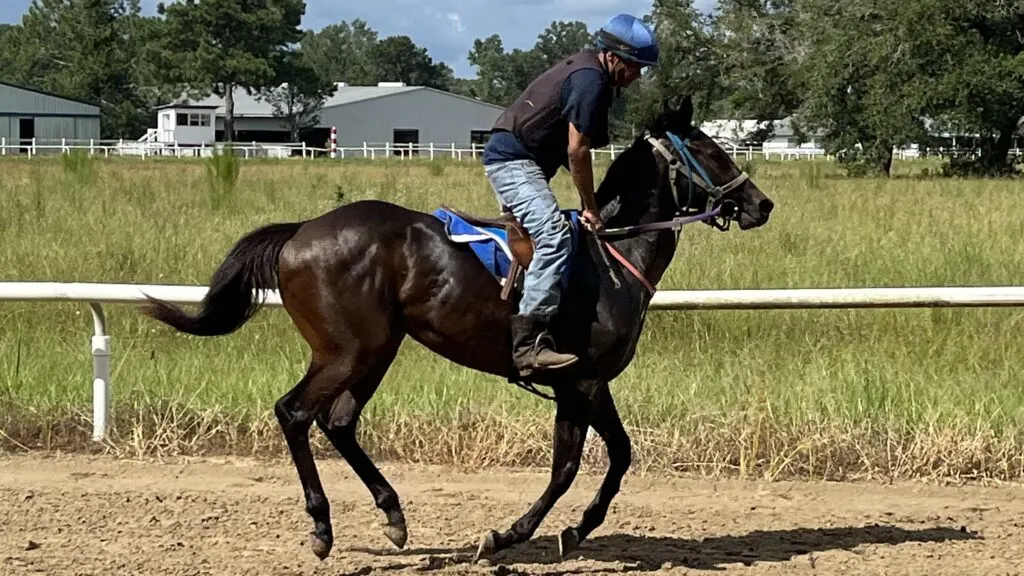 Picture of a young thoroughbred horse in training.