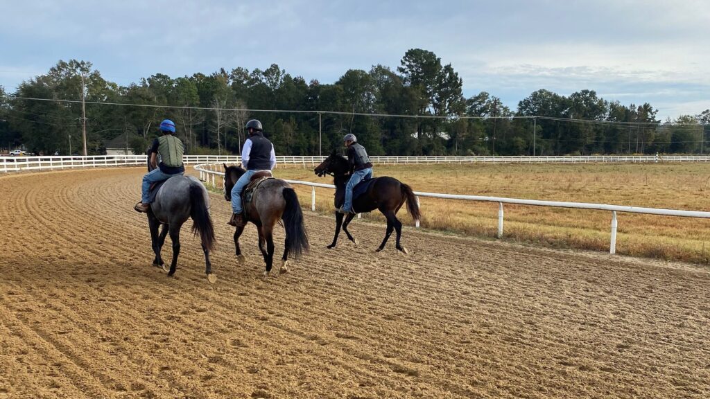 Picture of three young horses in training. 