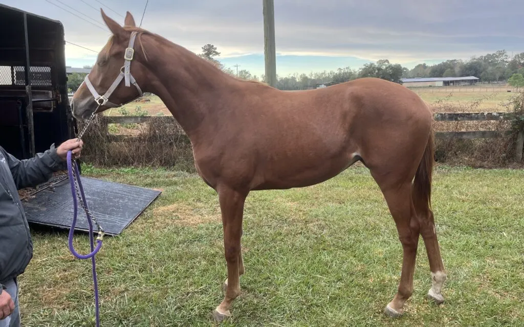 Picture of a young race horse. 