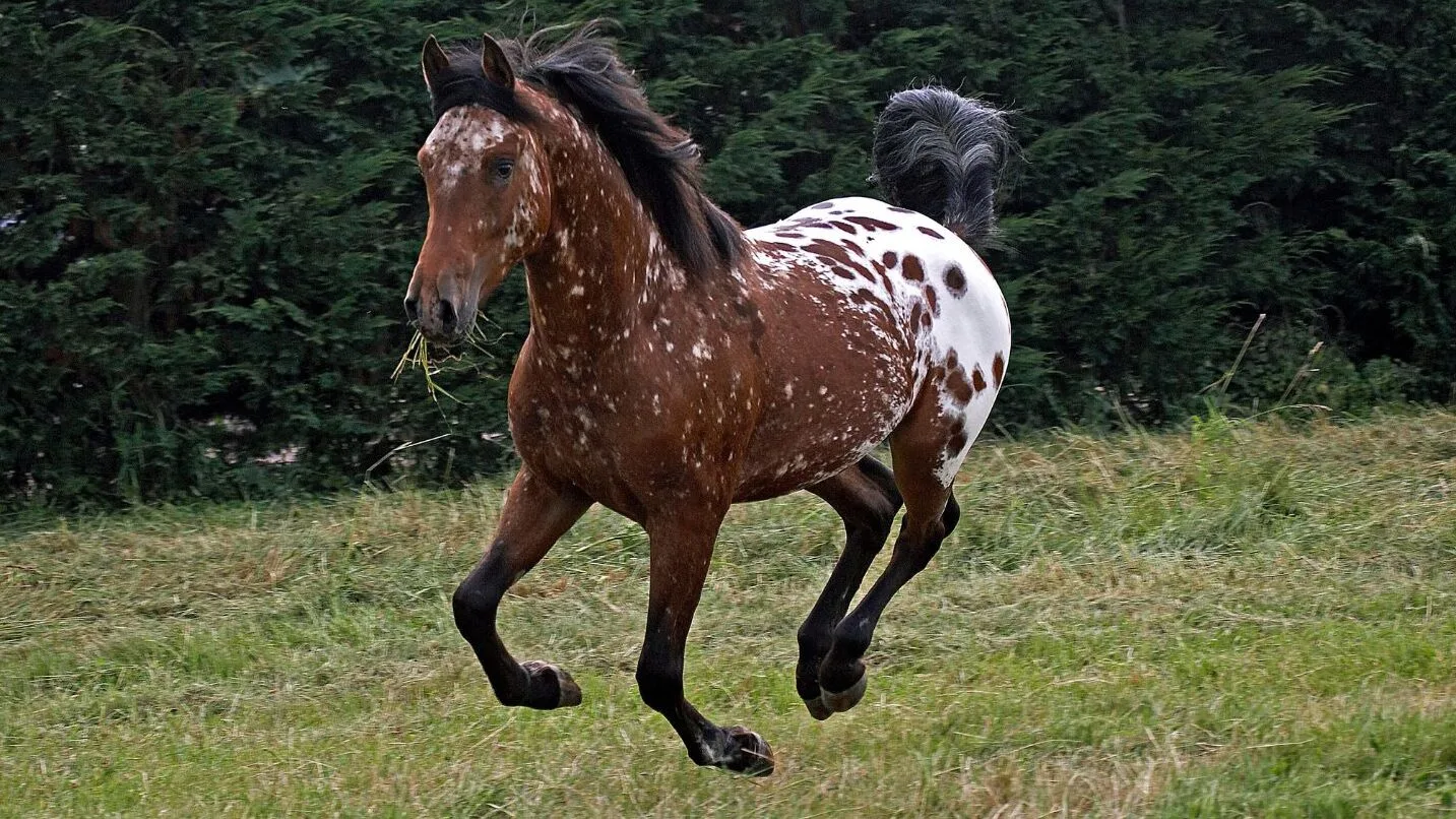 Picture of a standard colored appaloosa horse.