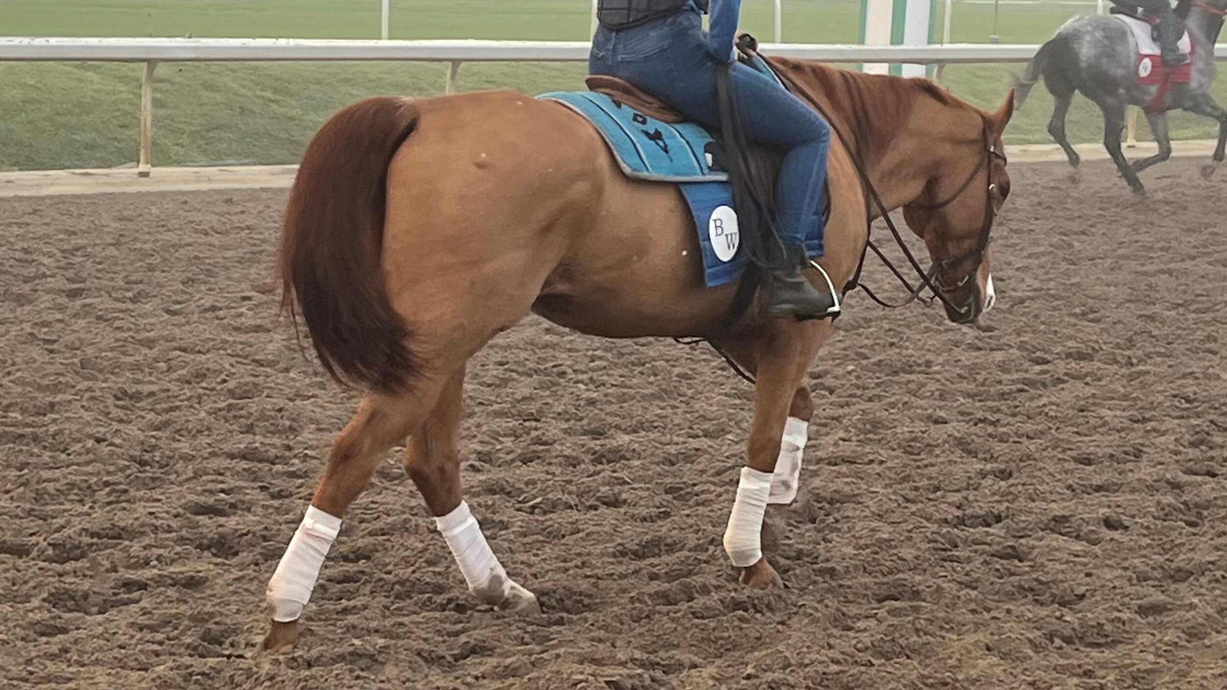 Picture of a calm sorrel horse in training. 