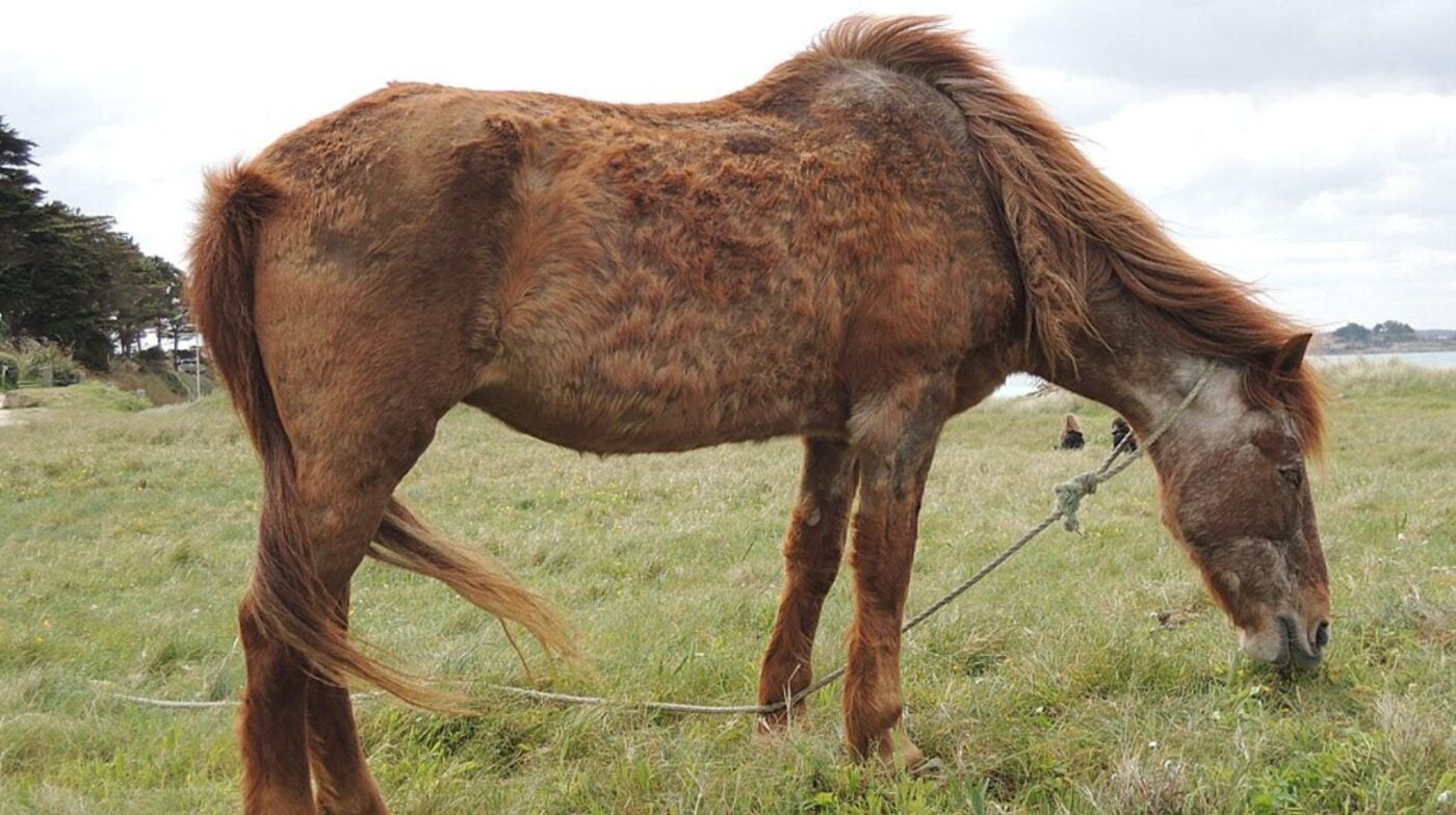 Horse with Cushing's disease grazing in a field.