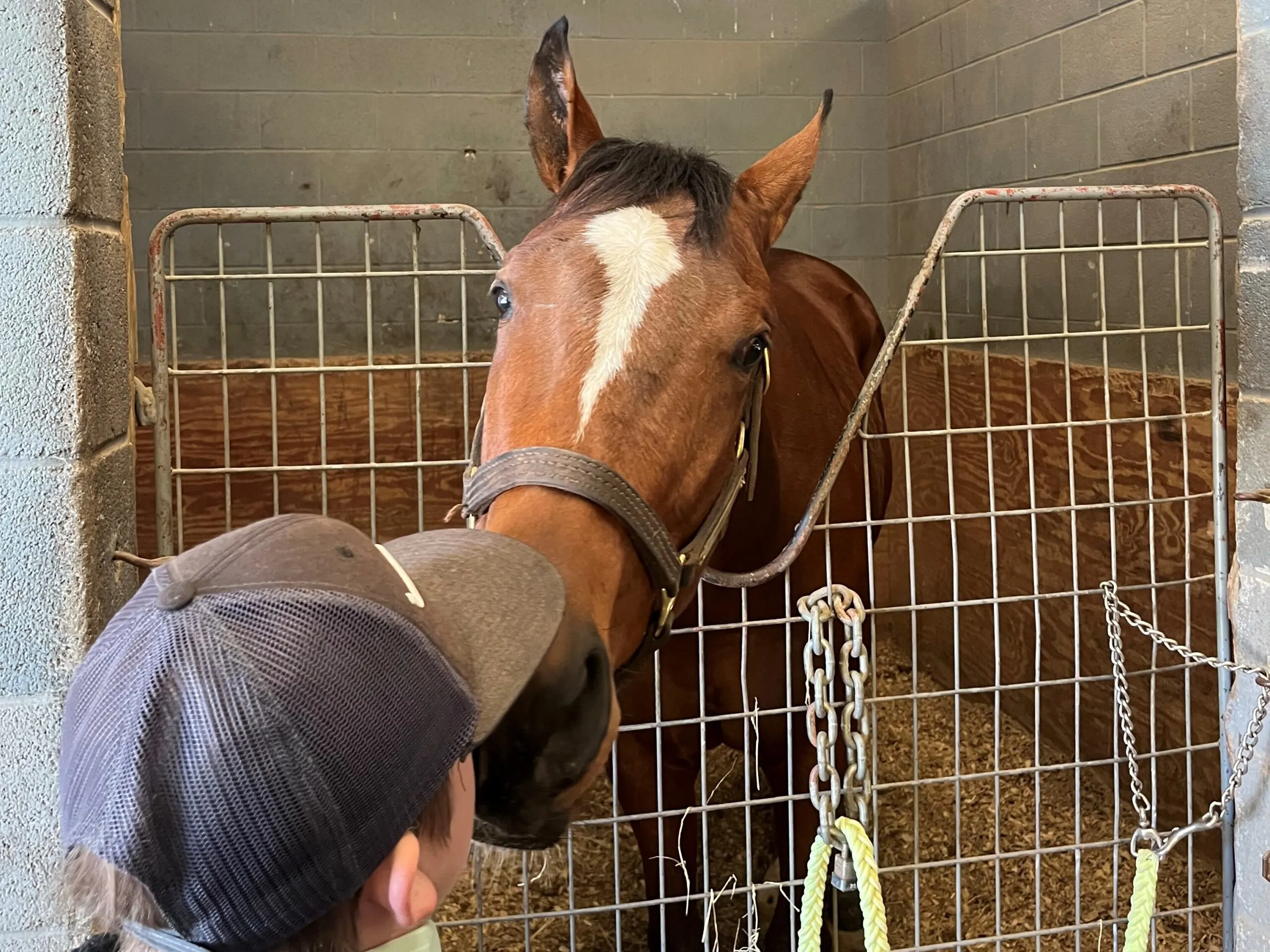 Picture of a horse showing love.