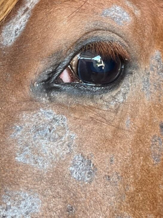 Discover The Top Factors That Affect A Horse's Speed