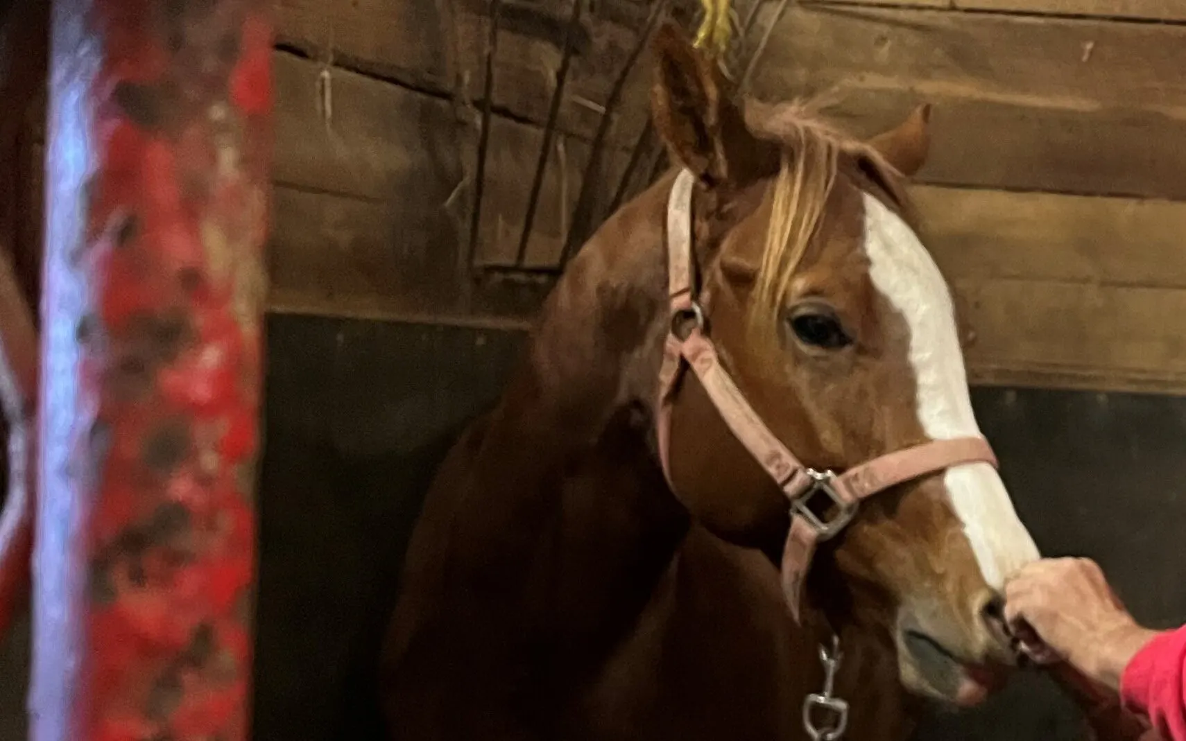 Picture of a horse having a twitch put on its lip. 