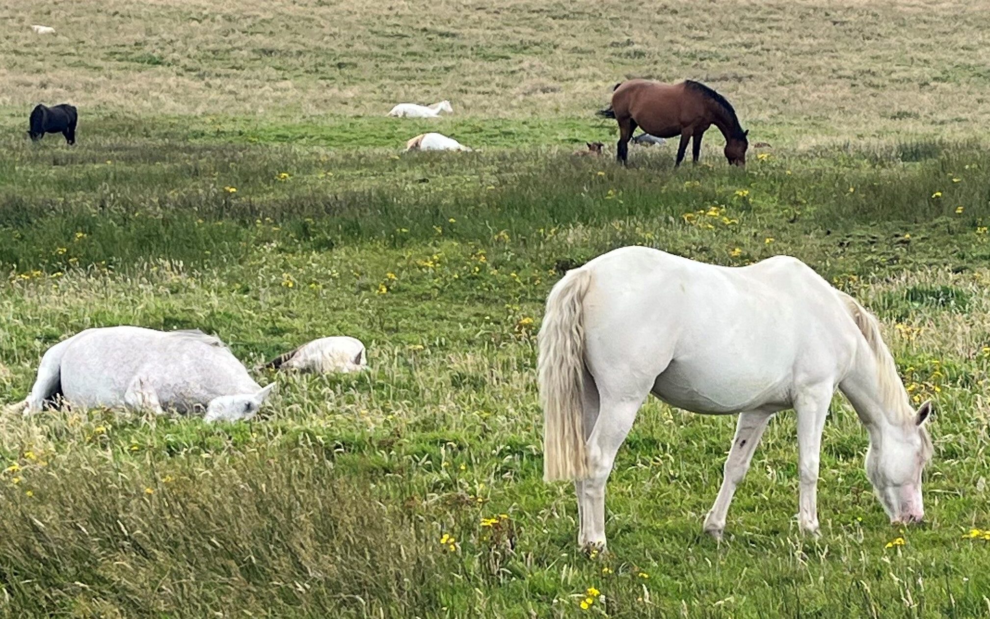 Picture of white horses in a field.
