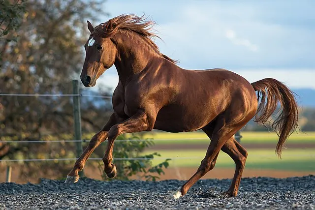Lusitano stallion, showcasing the breed's distinctive elegance.