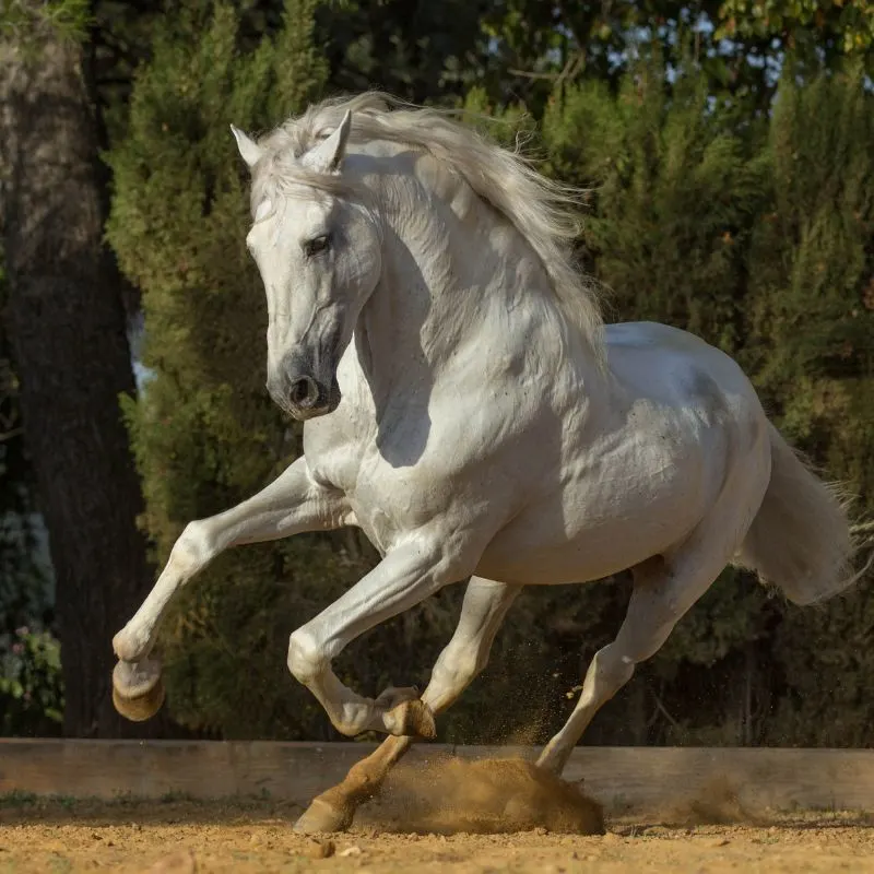 Picture of an Andalusian horse. 
