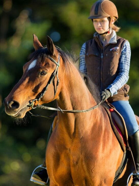 Horse Feeding Basics A Beginner's Guide