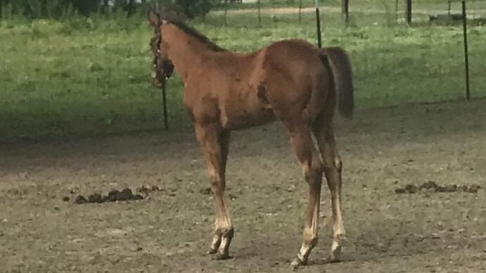 Picture of a foal standing in a pasture. 