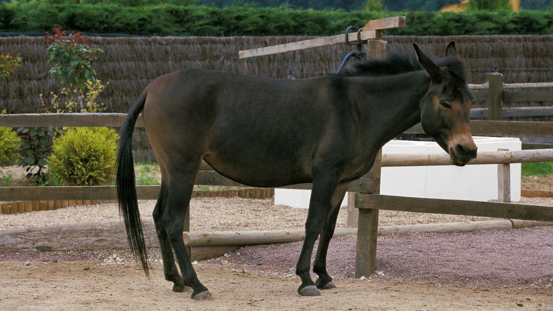 HorseDonkey Breeding Understanding And Producing Mules