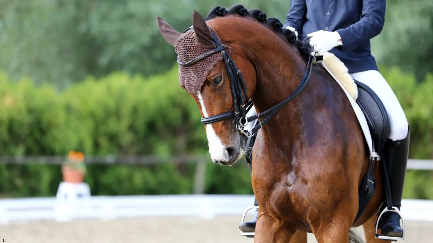 Irish Sport Horse demonstrating balanced and uphill movement in a dressage arena.
