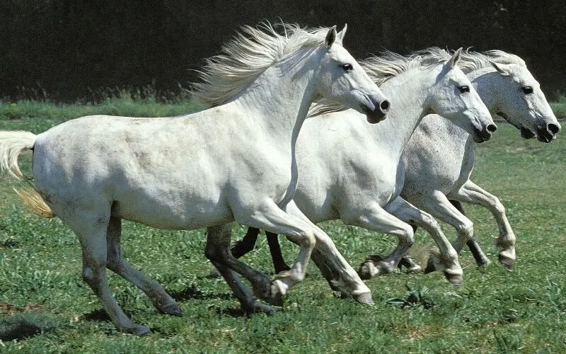 Picture of Spanish horses running in a pasture. 
