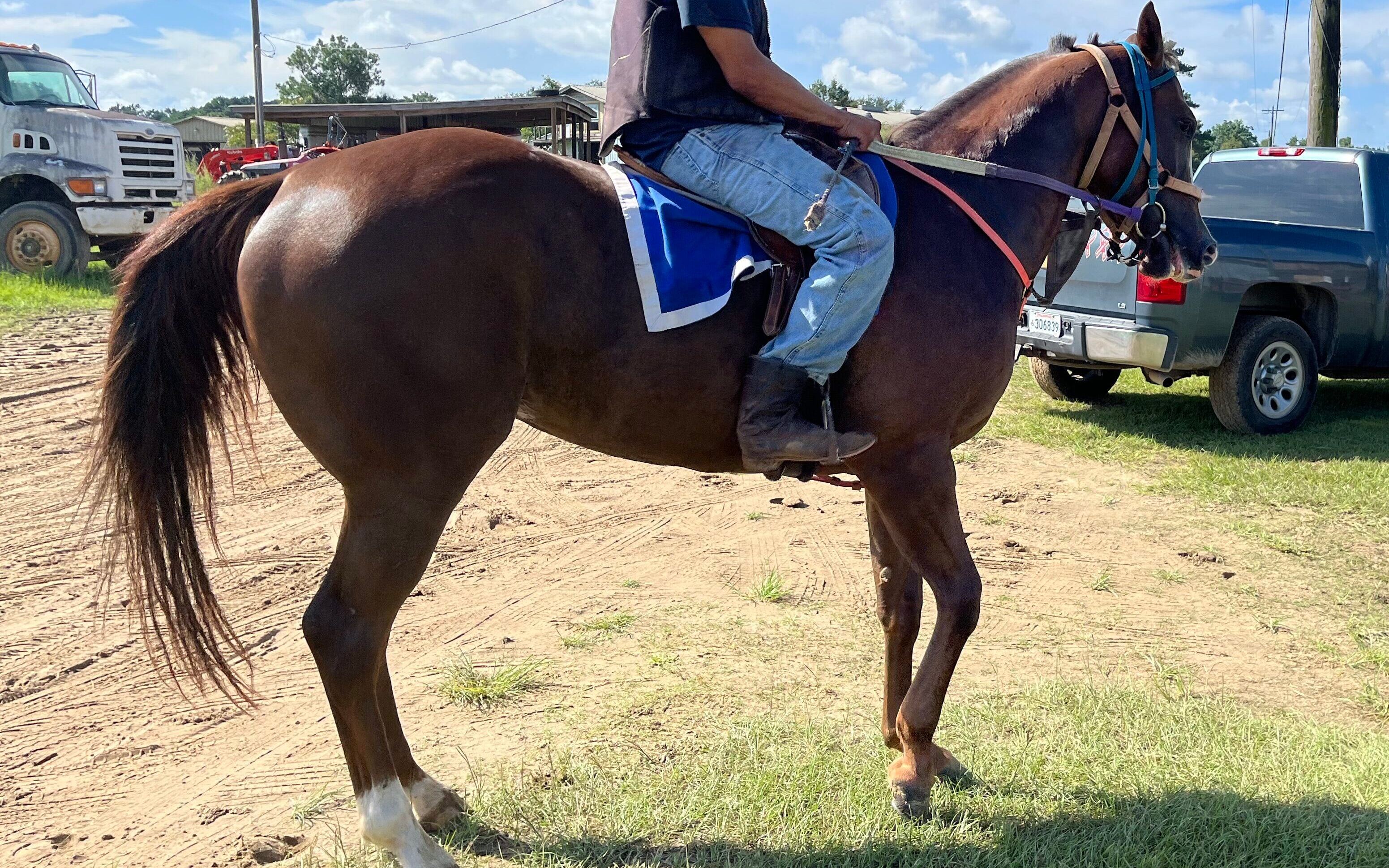 Calm, mature Quarter Horse suitable for beginner riders.
