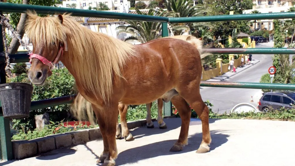 Picture of a Shetland pony in a paddock. 