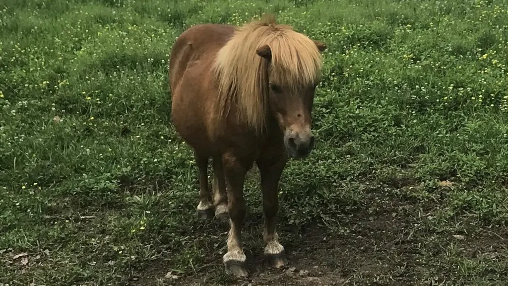 Picture of a Shetland pony in a pasture.