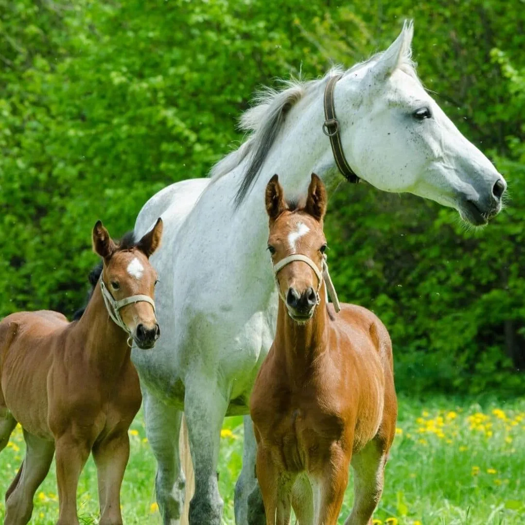 Picture of a horse with two foals.