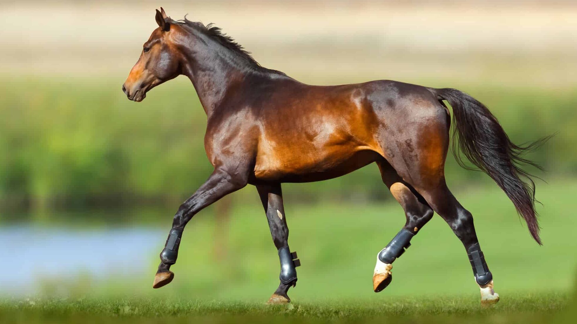 Picture of a bay horse with copper color.ing,