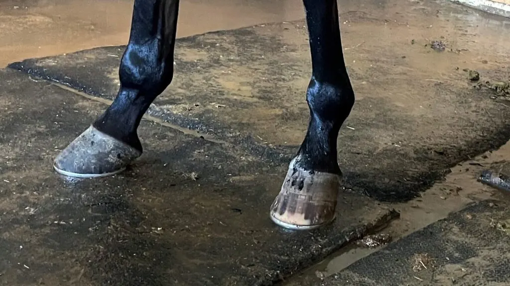 Picture of a horses lower legs.