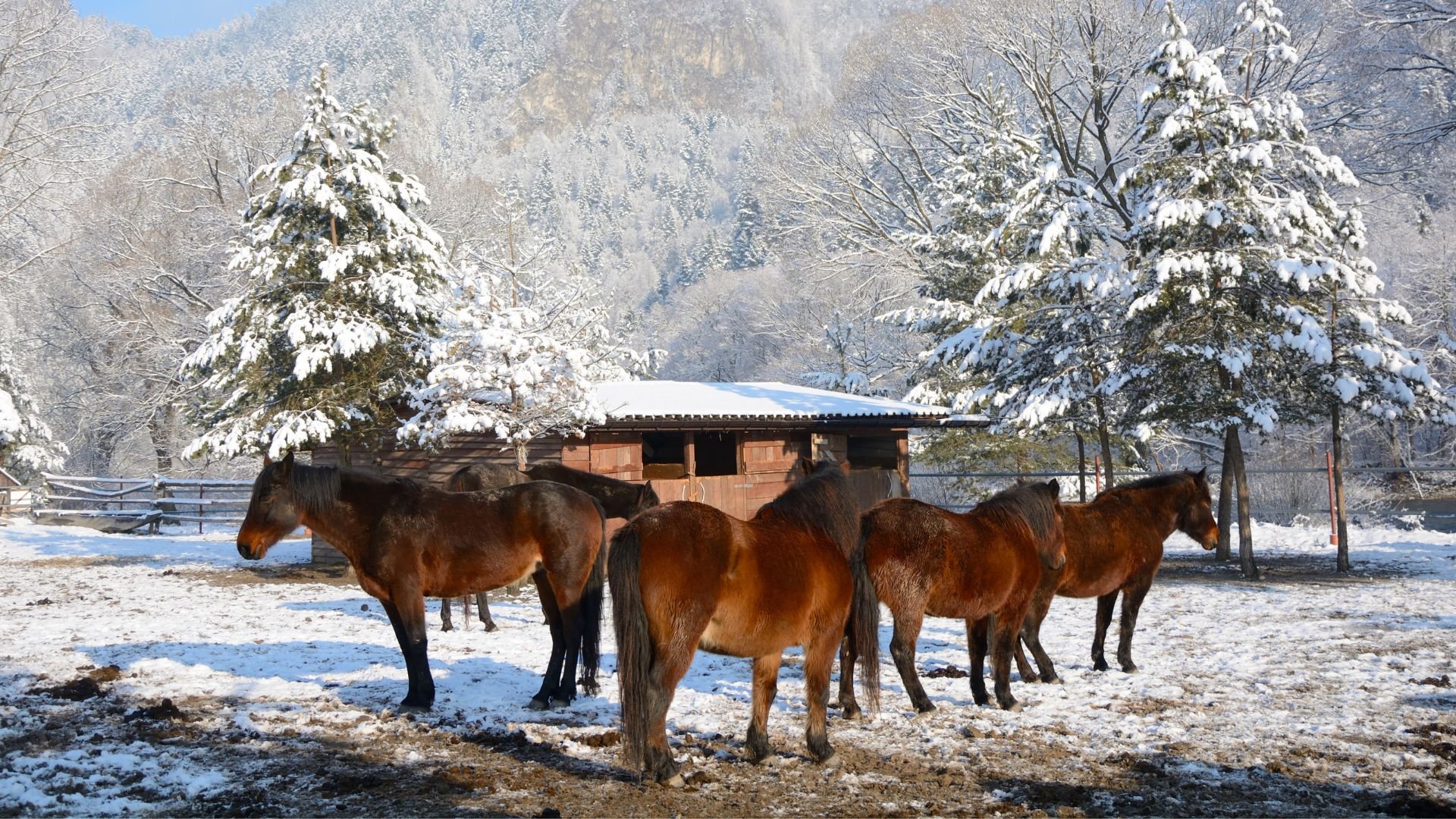 Why Your Horse's Winter Coat Won't Grow Solving The Mystery