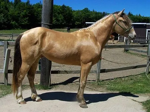Picture of an amber champagne horse. 