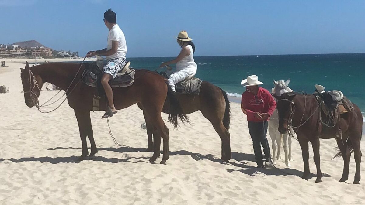 Good Riding Animals What's The Best Horse For Riding? Expert Tips From Riders