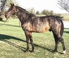 Picture of a brindle horse. 