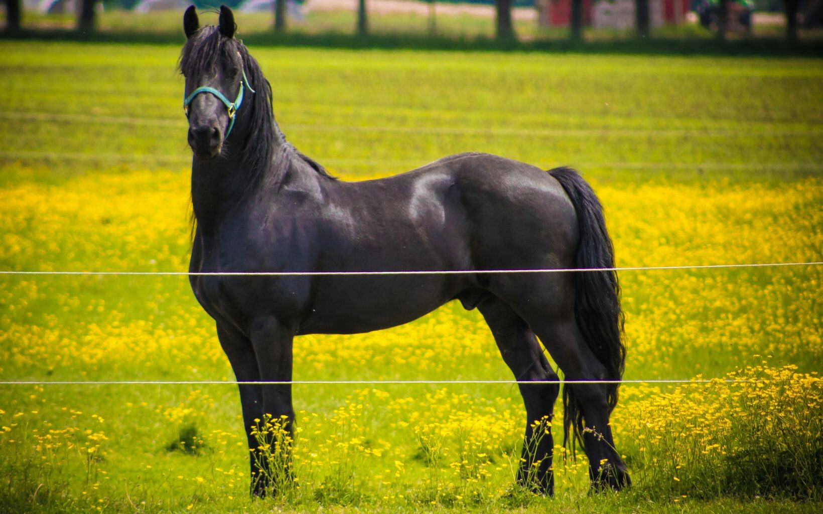 Picture of a Baroque Friesian.