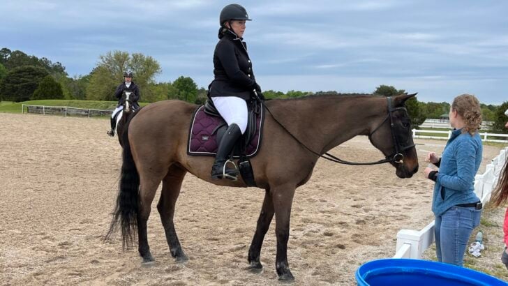 Best Riding Animals Types Of Riding Horses: A Comprehensive Guide