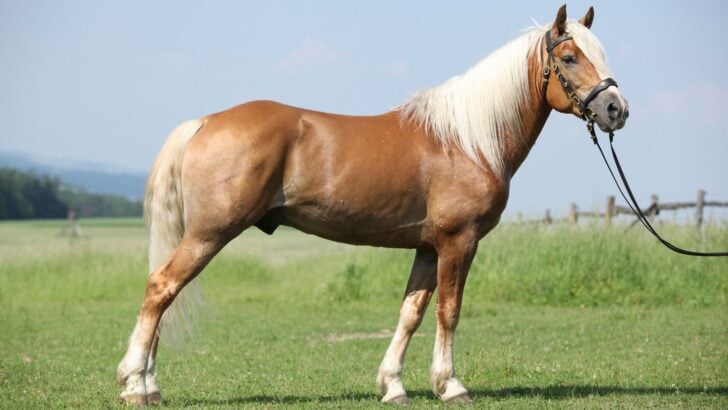 Horse Color and Breed: Exploring the Connection