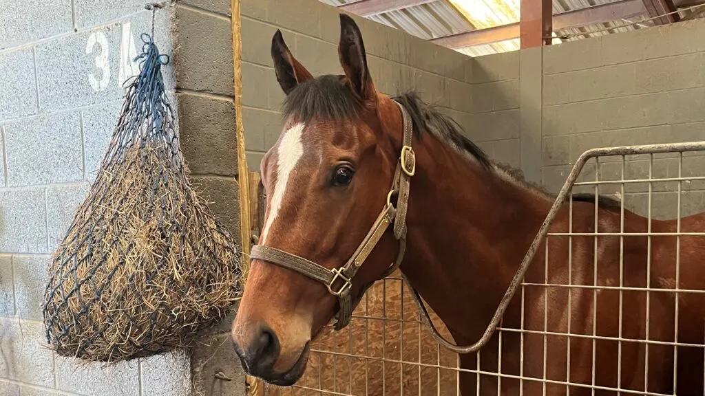 Picture of our horse next to a small hay net hung outside his stall. 