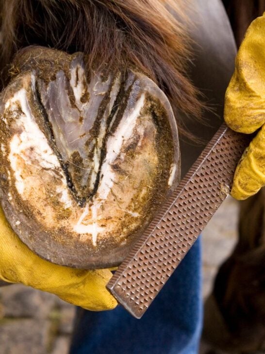 Equine Speed Mechanics A Guide To Fast Horses