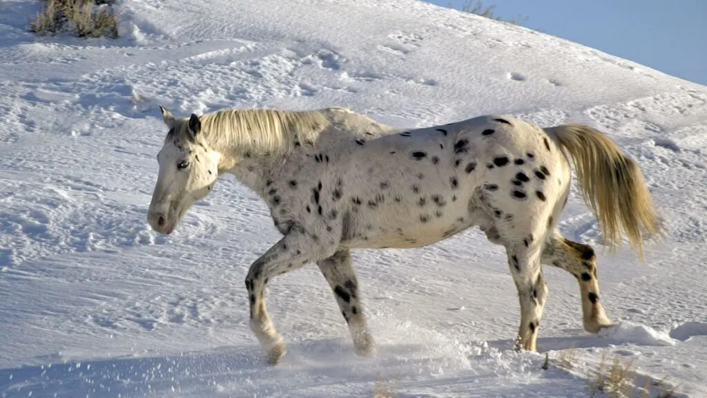 Picture of a leopard Appaloosa horse in the snow. 