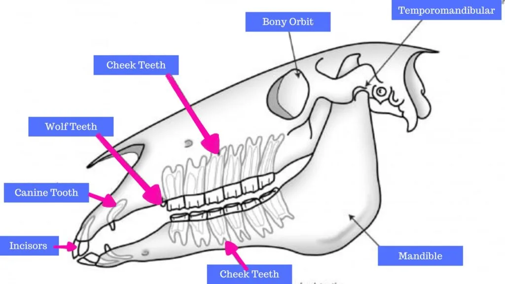 Diagram of a horses teeth