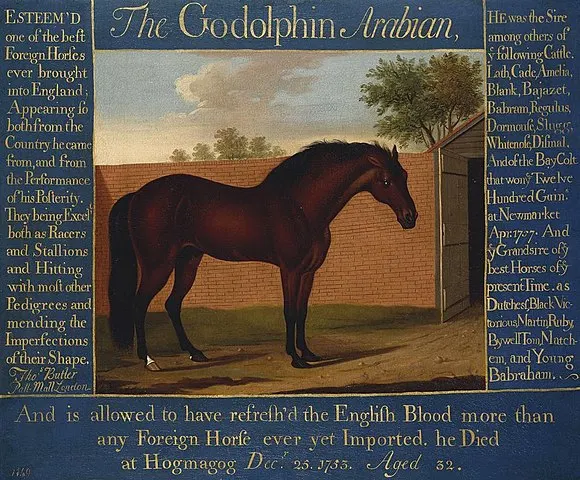 Portrait of Godolphin Arabian, a foundation sire of the Thoroughbred breed.