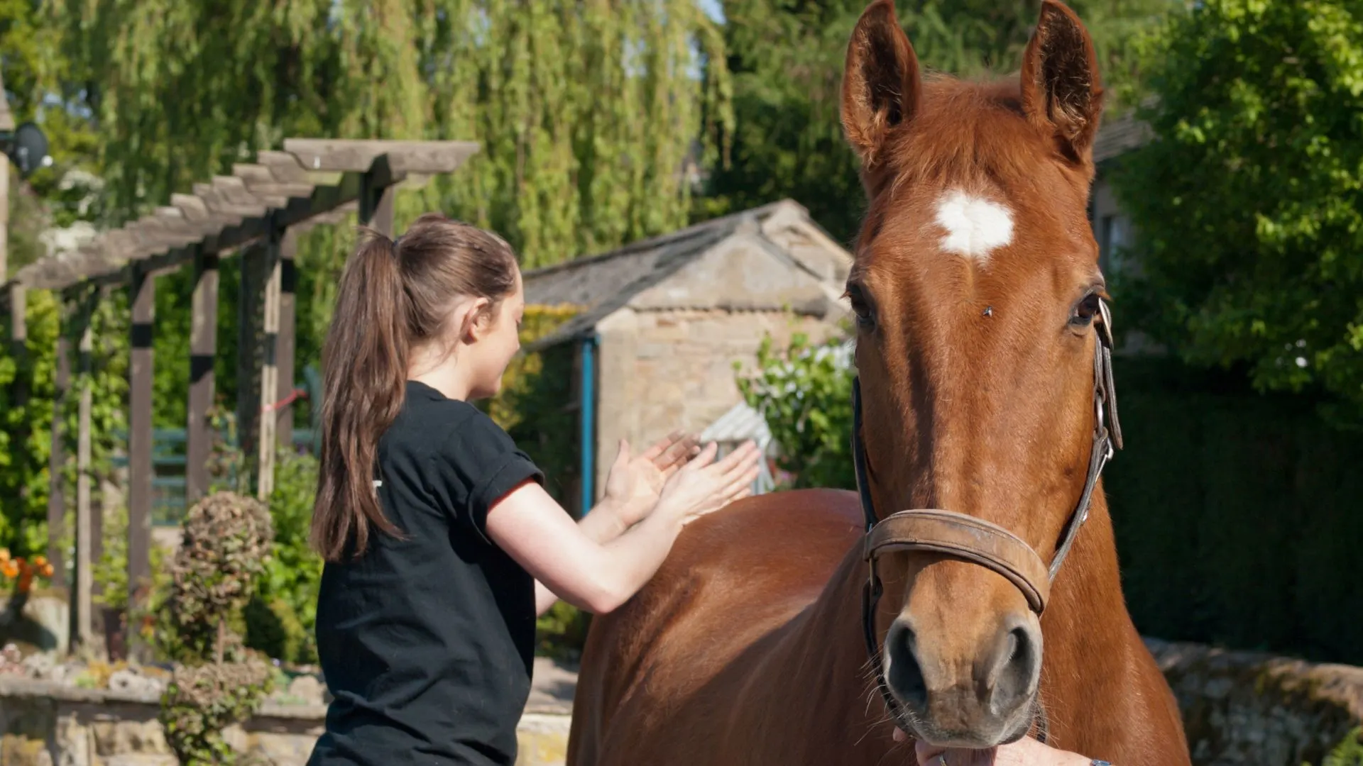 Equine chiropractor or massage therapist working on a horse for tension relief