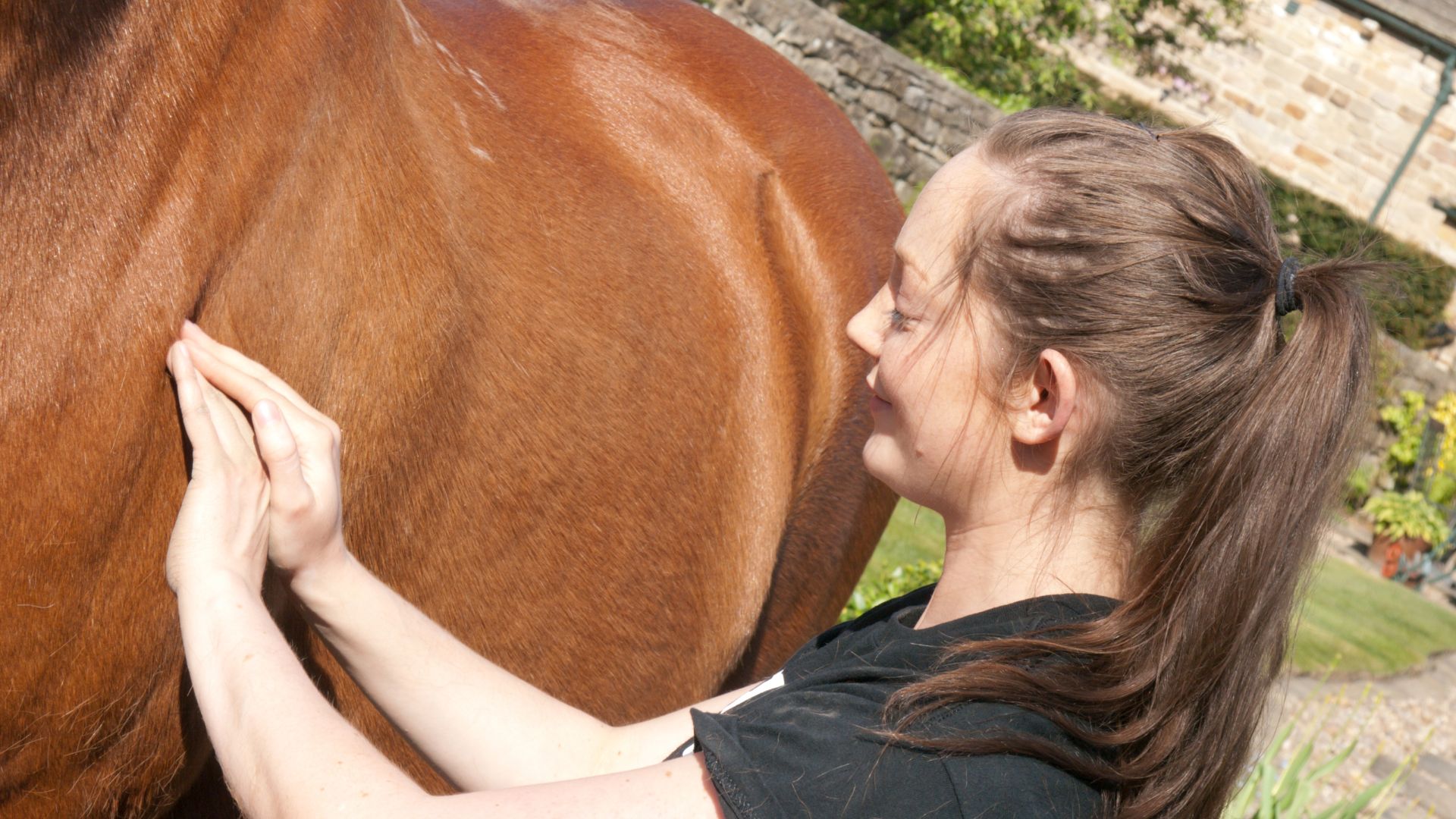 Horse Performance Does Equine Chiropractic Therapy Help?
