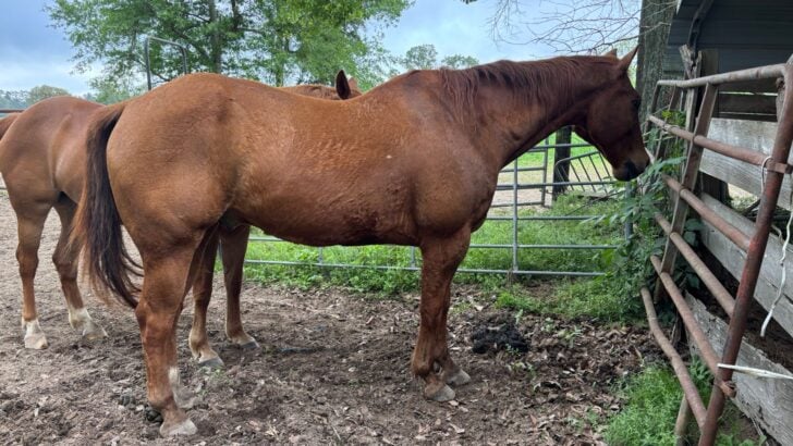Quarter horse still has winter coat during the summer. 