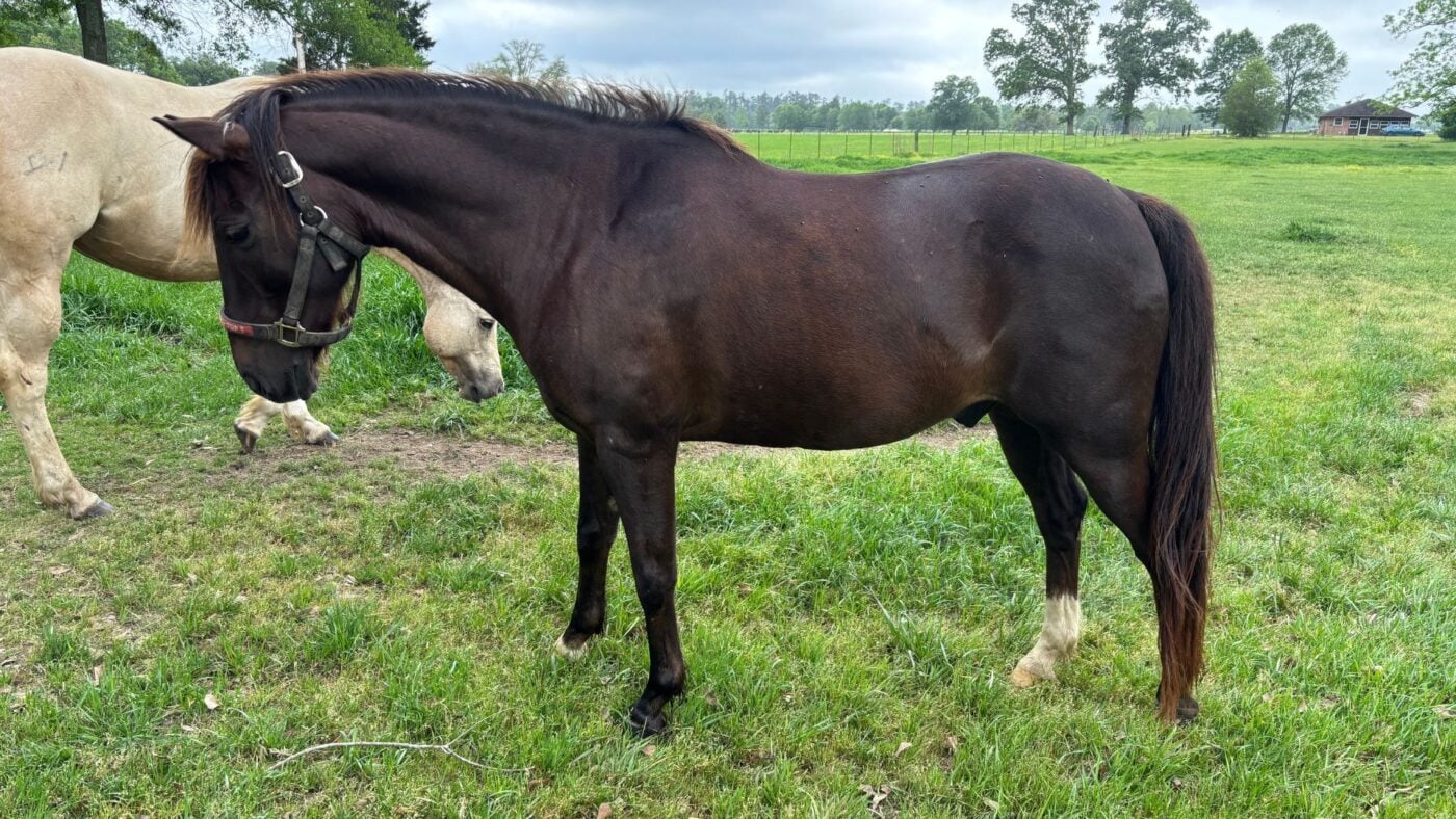 Horse standing in a classic laminitis stance &mdash; front legs stretched forward to offload toe pressure, a sign of chronic pain that often accompanies unexplained weight loss