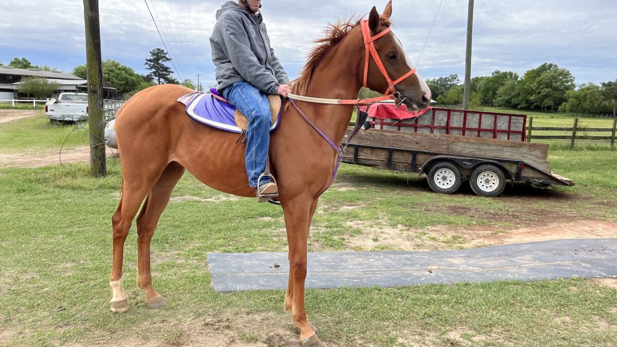 Why Is My Horse Losing Weight? Causes And Fixes