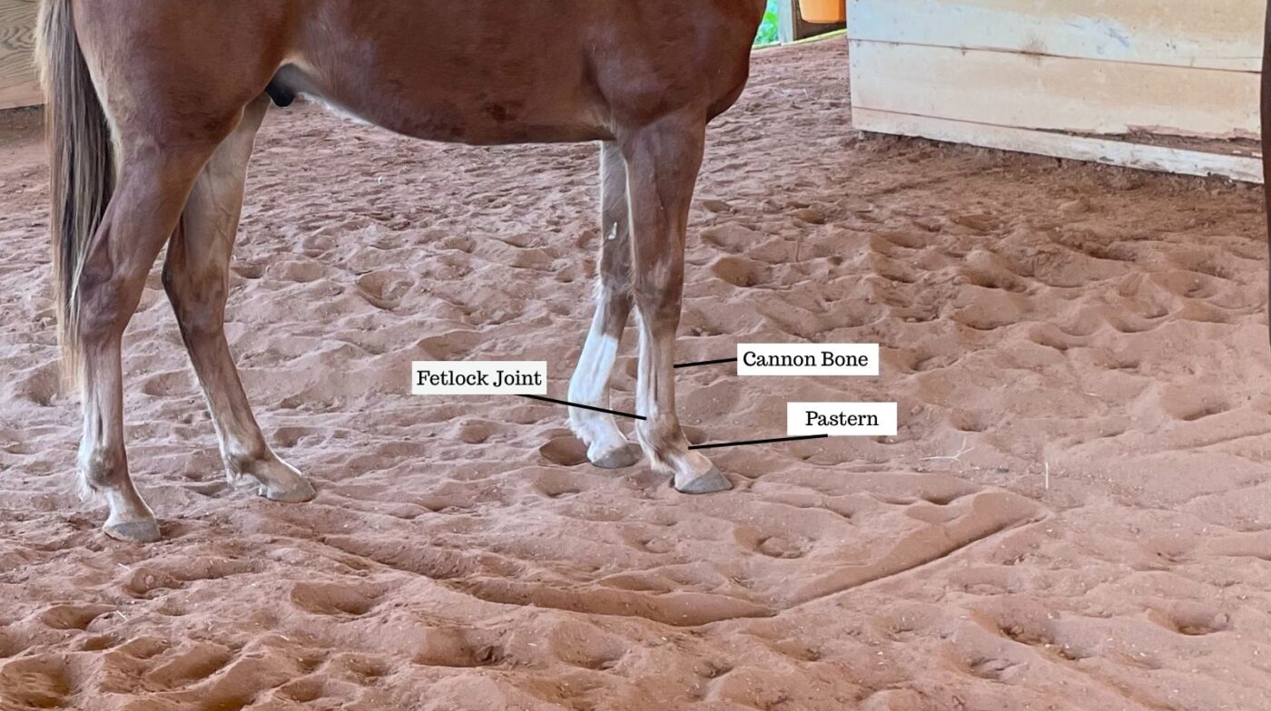 Horse lower leg anatomy labeled for the cannon bone, pastern, and fetlock joint. 