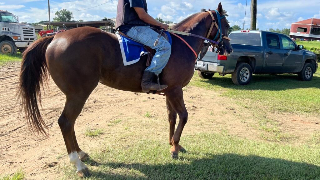 Quarter horse in race training at the Folsom Louisiana training center. 