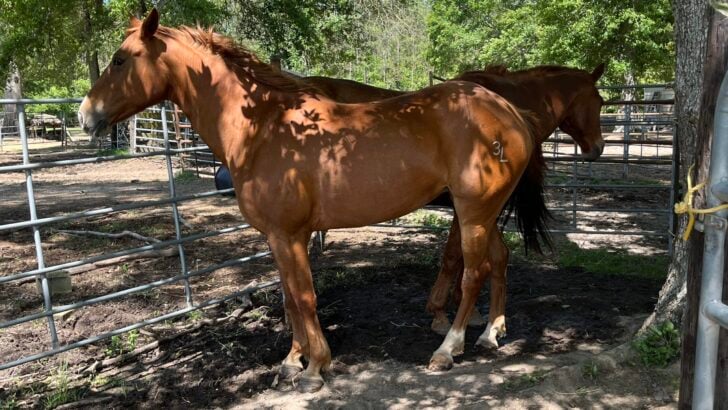 Quarter horses in a paddock, illustrating the fastest horse breed.