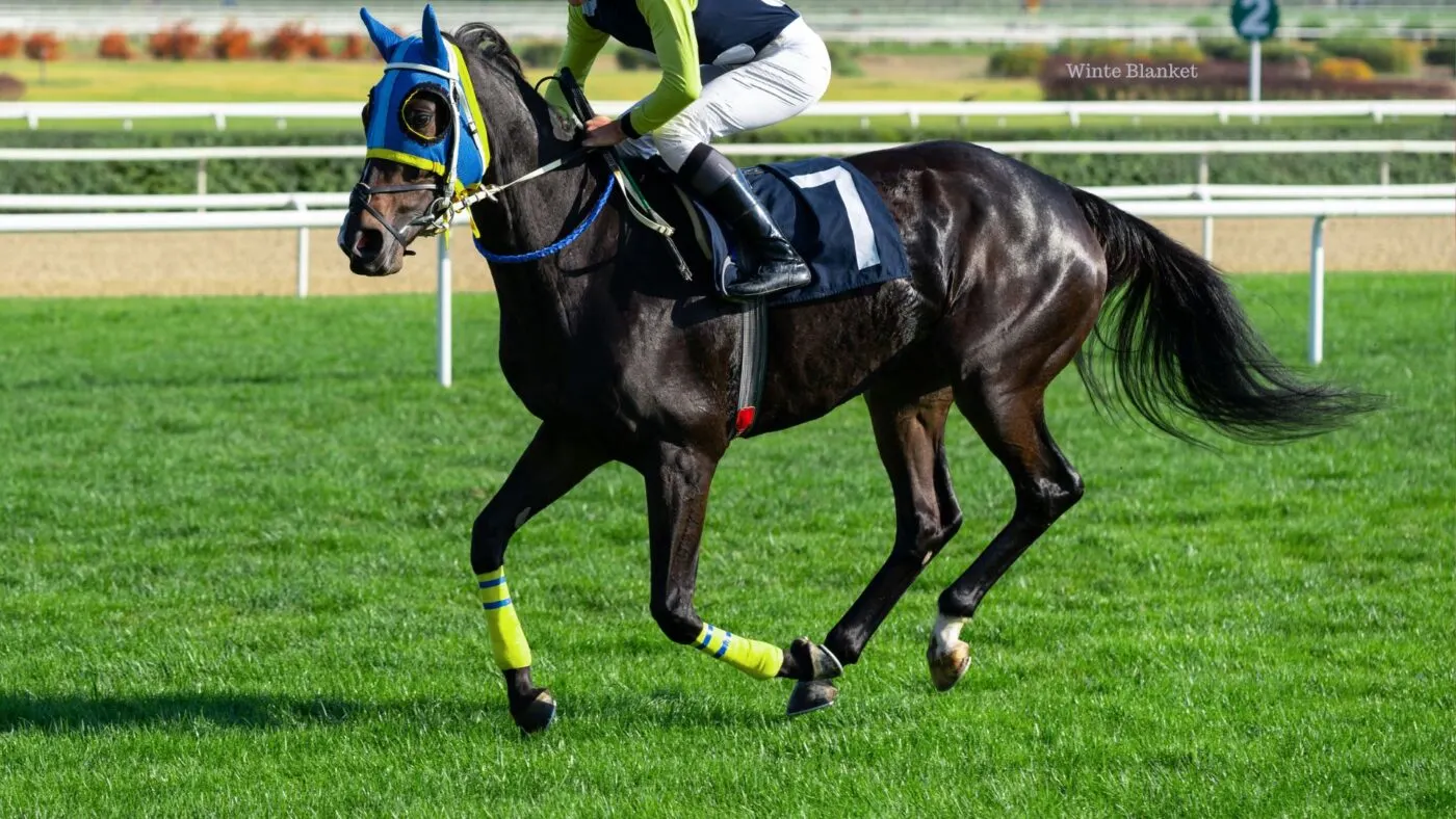 Racehorse with blinkers focused intently during a race, illustrating improved concentration.