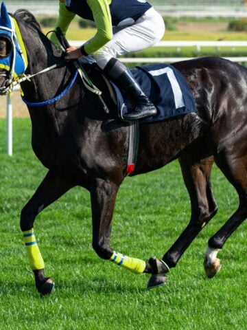 Racehorse with blinkers focused intently during a race, illustrating improved concentration.