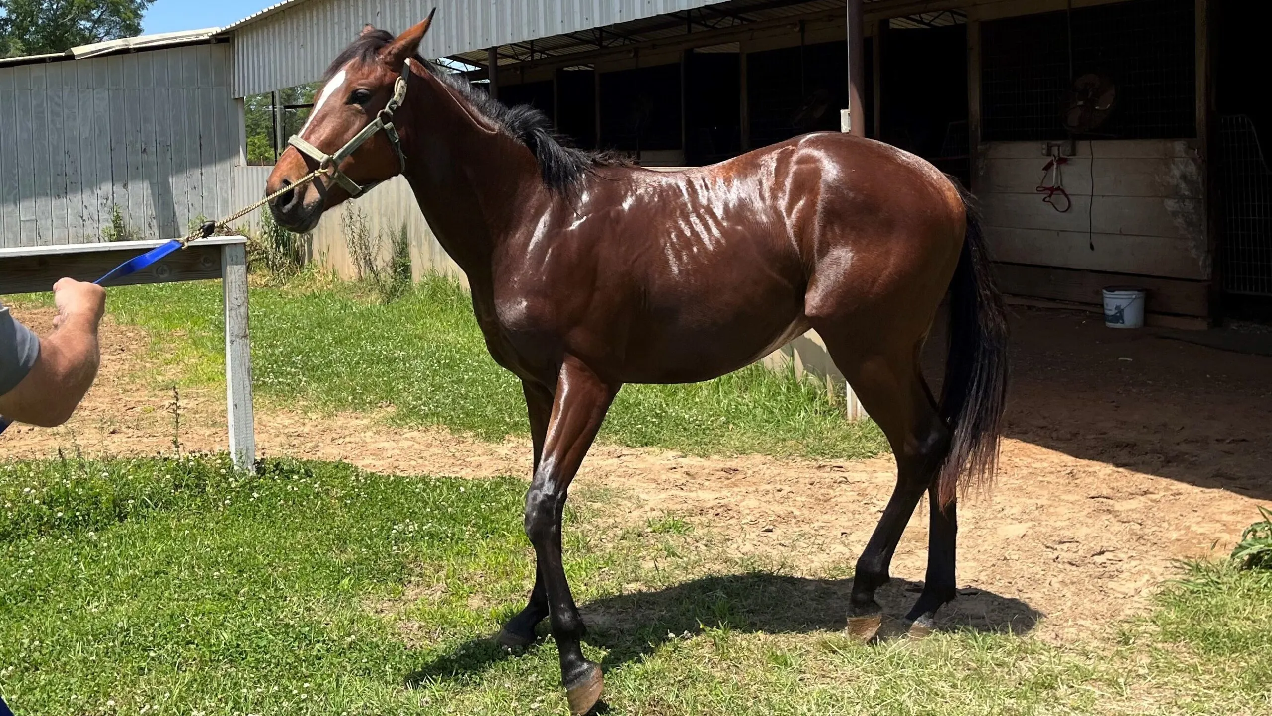 Picture of my horse getting spooked and ready to kick at something.