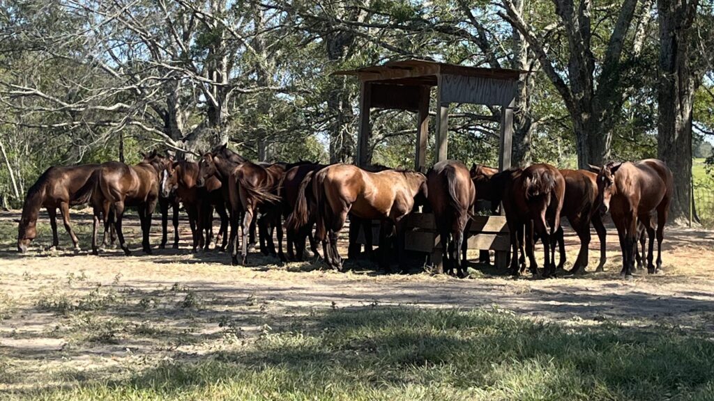 Picture of yearling colts in a pasture.