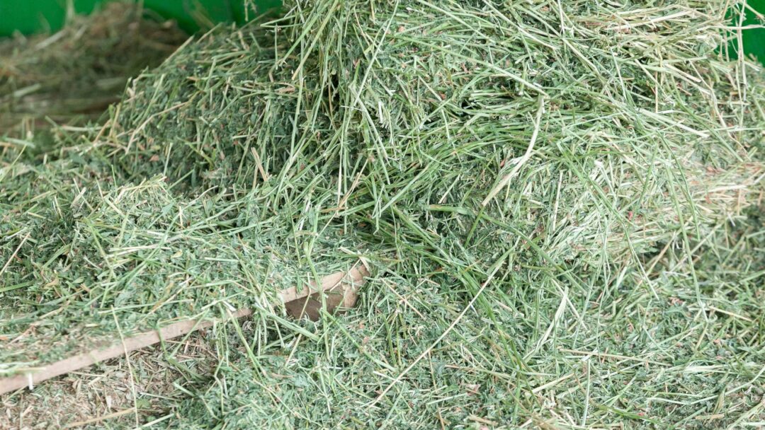 Alfalfa Pellets Vs. Hay: Pros & Cons For Horse Owners