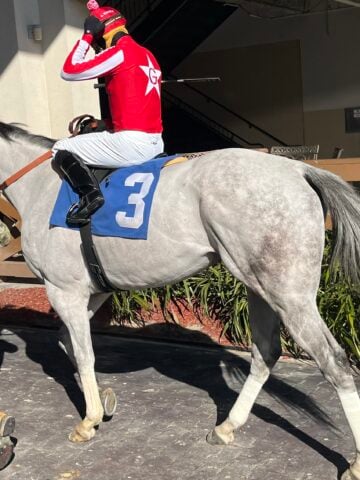 Picture of a dapple gray racehorse.