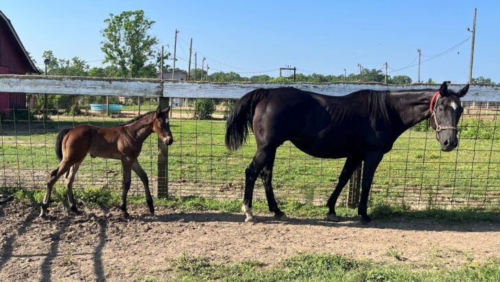 68 Funny Horse Names: Galloping Giggles Await